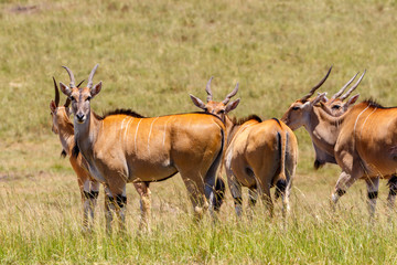 Naklejka na ściany i meble Flock with Eland antelopes on the savanna