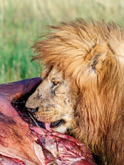 Lion eating from a carcass on the savannah in Africa
