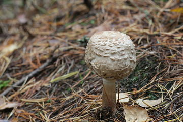 Chlorophyllum olivieri, formerly Macrolepiota olivieri, known as Shaggy Parasol, wild edible mushroom from Finland
