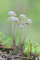 Mycena cinerella, known as the mealy bonnet, wild mushroom from Finland