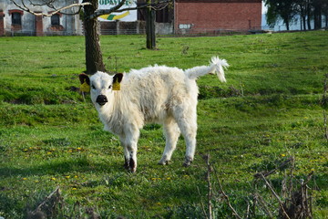 Cow - Calf