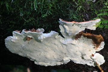Heterobasidion annosum, known as Annosus root rot, growing on a spruce in Finland