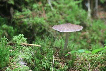 Pluteus cervinus, also known as Pluteus atricapillus and commonly known as the deer shield or the deer or fawn mushroom