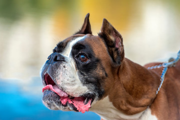 brown and white german boxer