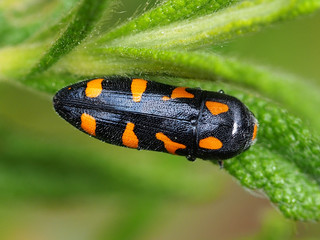 Beetle (Ptosima undecimmaculata)