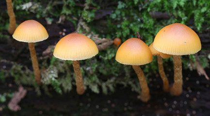 Galerina marginata, known as the Funeral Bell mushroom or deadly Galerina, a deadly poisonous mushroom from Finalnd