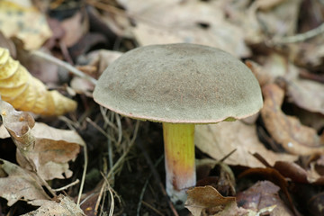 Xerocomus subtomentosus,  known as suede bolete, boring brown bolete or yellow-cracked bolete