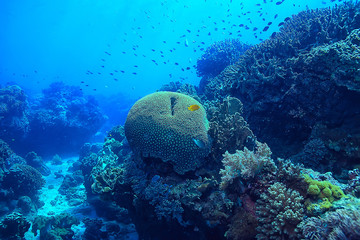 coral reef underwater / sea coral lagoon, ocean ecosystem