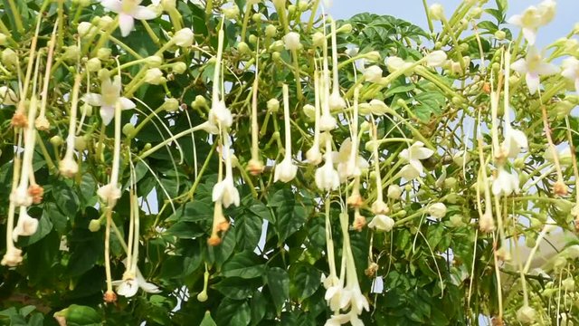 Hanging white flowers blowing in the wind in the United Arab Emirates
