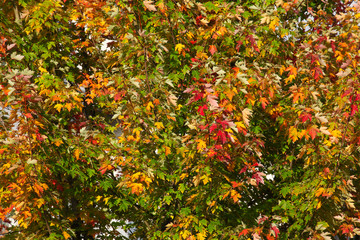 Fototapeta na wymiar Ahorn (Acer ), buntes Herbstlaub an einem Baum, Deutschland