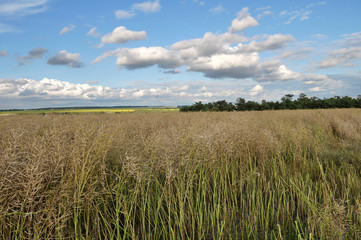 In the field ripe rapeseed