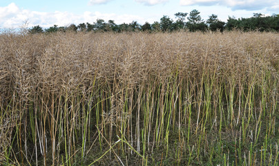 In the field ripe rapeseed