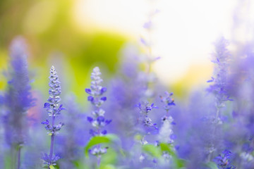 Fototapeta na wymiar Lavender bloosom flowers on blure background in the garden under sunlight with copy space, use as wallpaper, natural concept