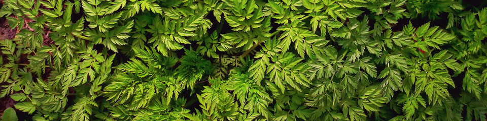 green grass leaves top view wild field / summer in the jungle, forest grass abstract view, background