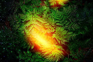 Fototapeta na wymiar green grass leaves top view wild field / summer in the jungle, forest grass abstract view, background
