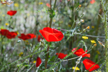 Wild red poppies blooming in spring