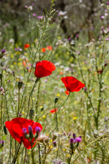 Wild red poppies blooming in spring