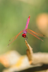 Dragonfly resting on a piece of wood
