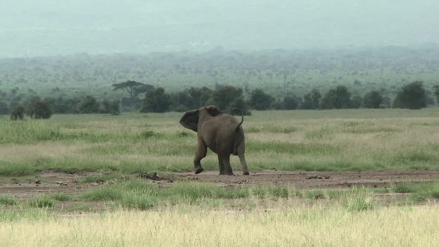 African Elephant (Loxodonta africana) family smelling and trumpeting in the air, for danger there are lions near, Amboseli N.P., Kenya