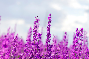 Fototapeta premium Consolida ajacis wild purple flowers