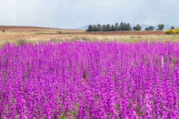 Concolida ajacis wild purple flowers invasion