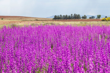 Fototapeta na wymiar Concolida ajacis wild purple flowers invasion