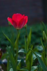 Close up of one beautiful red tulip growing in a garden, backlighted by the sun