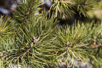 background spruce green branches on a tree
