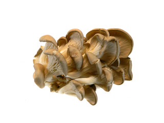 oyster mushrooms isolated on white background