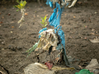 Fototapeta na wymiar Plastic waste stuck on mangrove during low tide