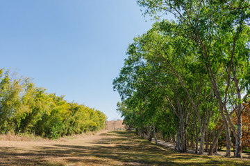 Green eucalyptus leaves in the sky background