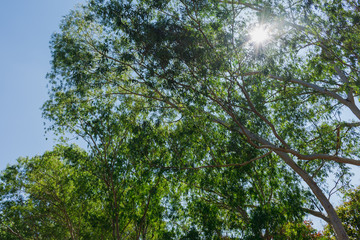 Fototapeta premium Green eucalyptus leaves in the sky background