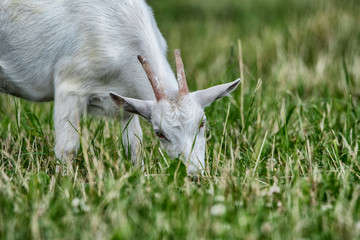 Obraz premium A goat grazes in a summer meadow. Photographed close-up.