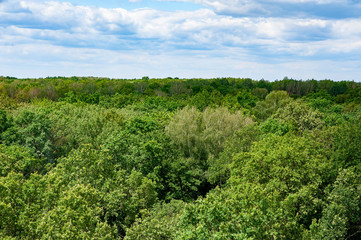 Fototapeta na wymiar Aerial view of the green forest. Summer sunny day.