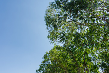 Green eucalyptus leaves in the sky background