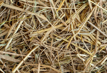 Dry rice straw texture background.