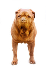 adult red dog breed Dogue de Bordeaux stands frontally in the frame on a white background isolates