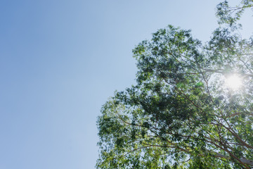 Green eucalyptus leaves in the sky background