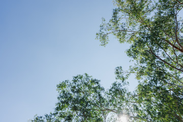 Green eucalyptus leaves in the sky background