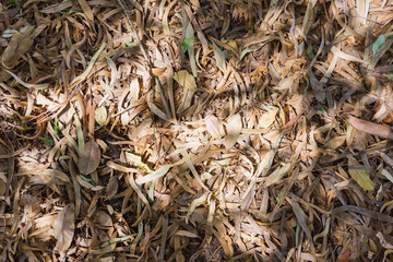 Dry eucalyptus leaves fall on the ground.
