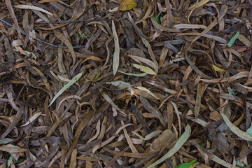 Dry eucalyptus leaves fall on the ground.