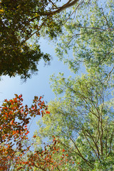 The foliage is green and brown in color and sunlight shines through the leaves.