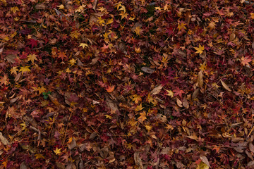 落ち葉 モミジ / Fallen leaves on the ground in autumn, japanese maple