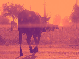 A cow is walking along a road in a summer field, pink tone.