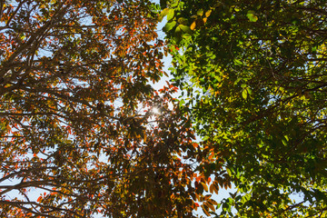 The foliage is green and brown in color and sunlight shines through the leaves.