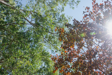 The foliage is green and brown in color and sunlight shines through the leaves.