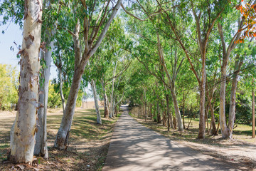 The eucalyptus trees on the side of the road are arranged in rows.