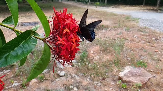 slomotion of a butterfly on the flower in the nature