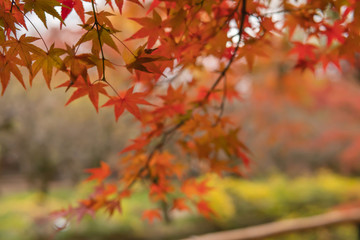 Naklejka na ściany i meble もみじ / Maple autumn leaves, Japan