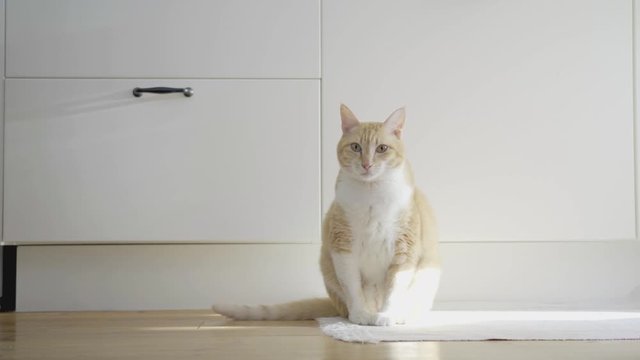 座っている茶トラ猫